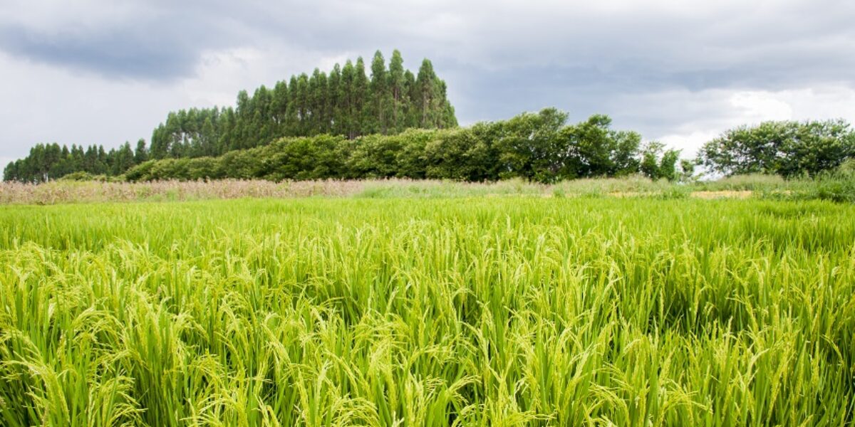 ﻿Arroz é tema de 1º Dia de Campo da Emater e Embrapa em São Francisco de Goiás