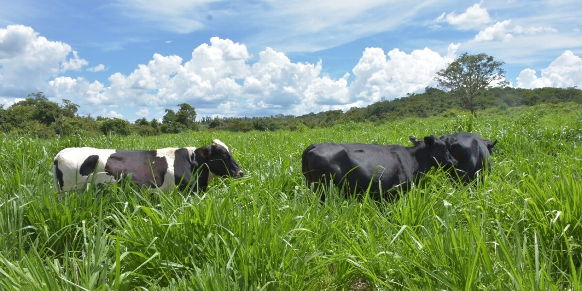 Emater discute pastejo rotacionado com produtores de Abadia de Goiás, em Dia de Campo