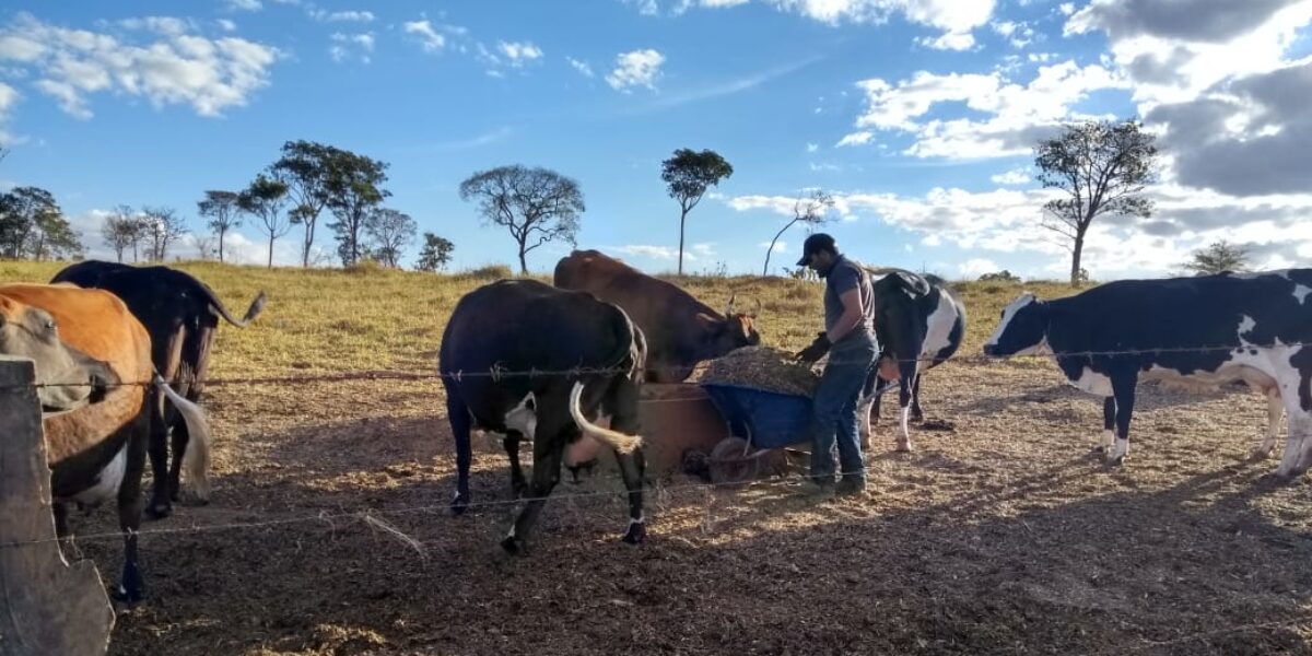 Em parceria com a Emater, Torneio Leiteiro de Gameleira de Goiás encerra neste sábado (31)