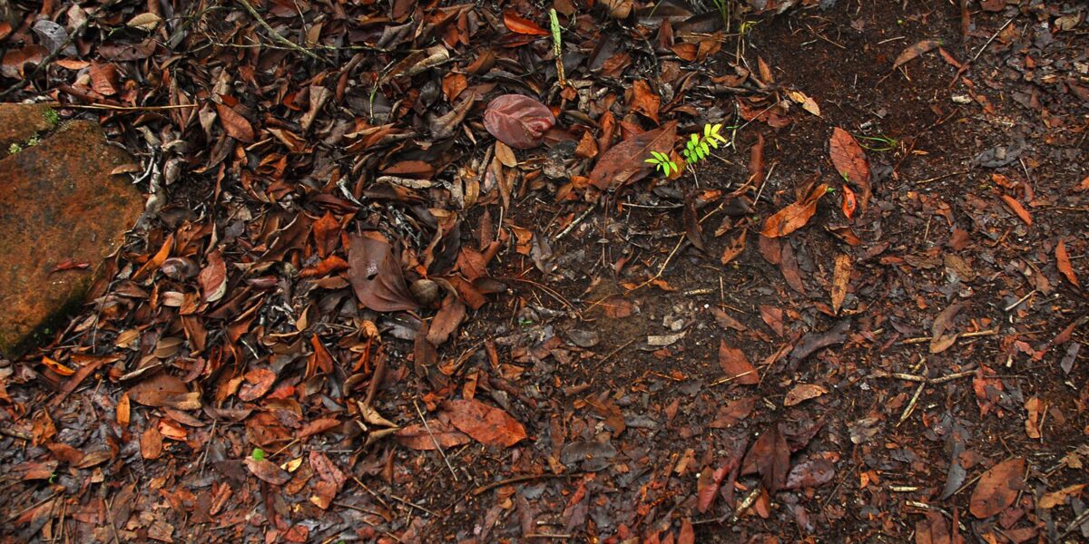 Catalão recebe workshop de manejo sustentável de solo