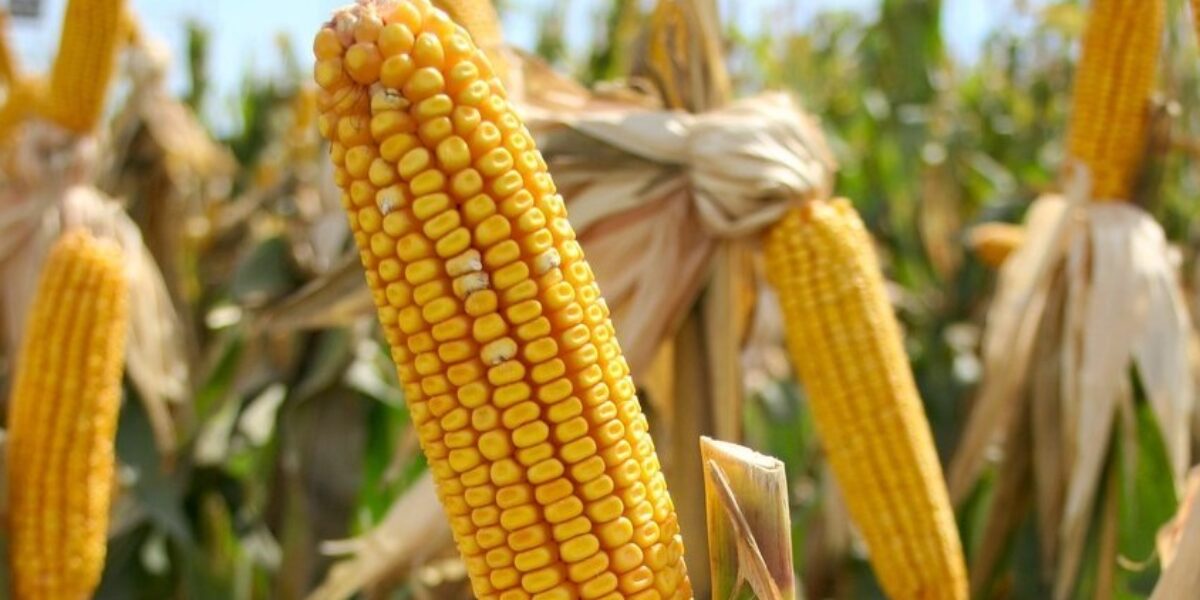 Emater realiza curso de manejo nas culturas de milho e soja em cidades do interior de Goiás