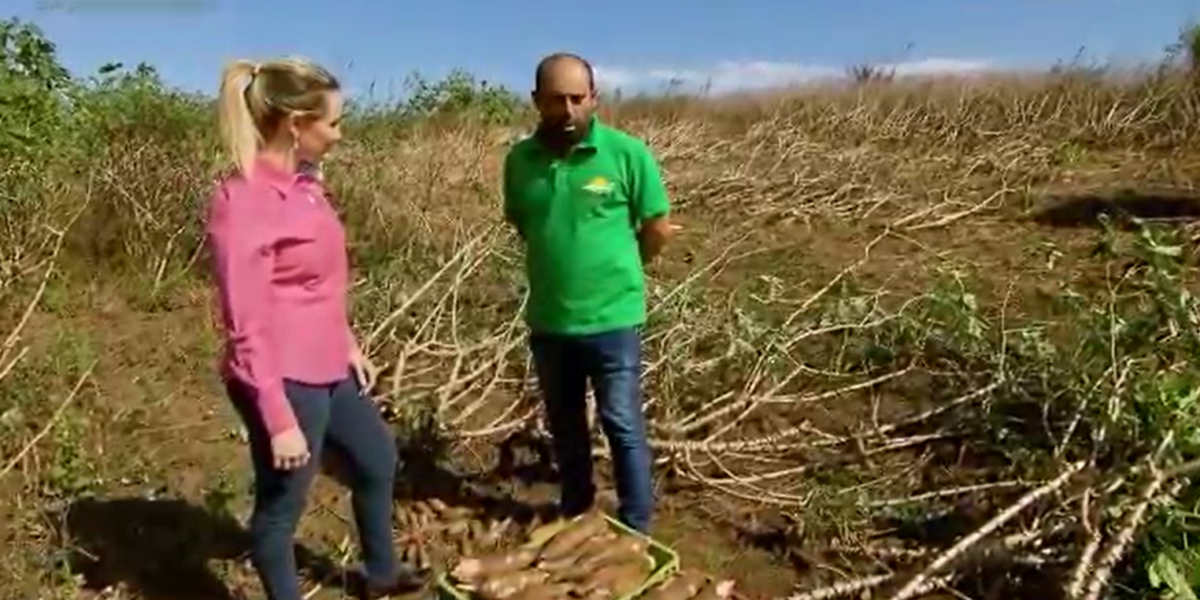 Reportagem mostra como assistência técnica da Emater auxilia no cultivo de mandioca em Águas Lindas de Goiás
