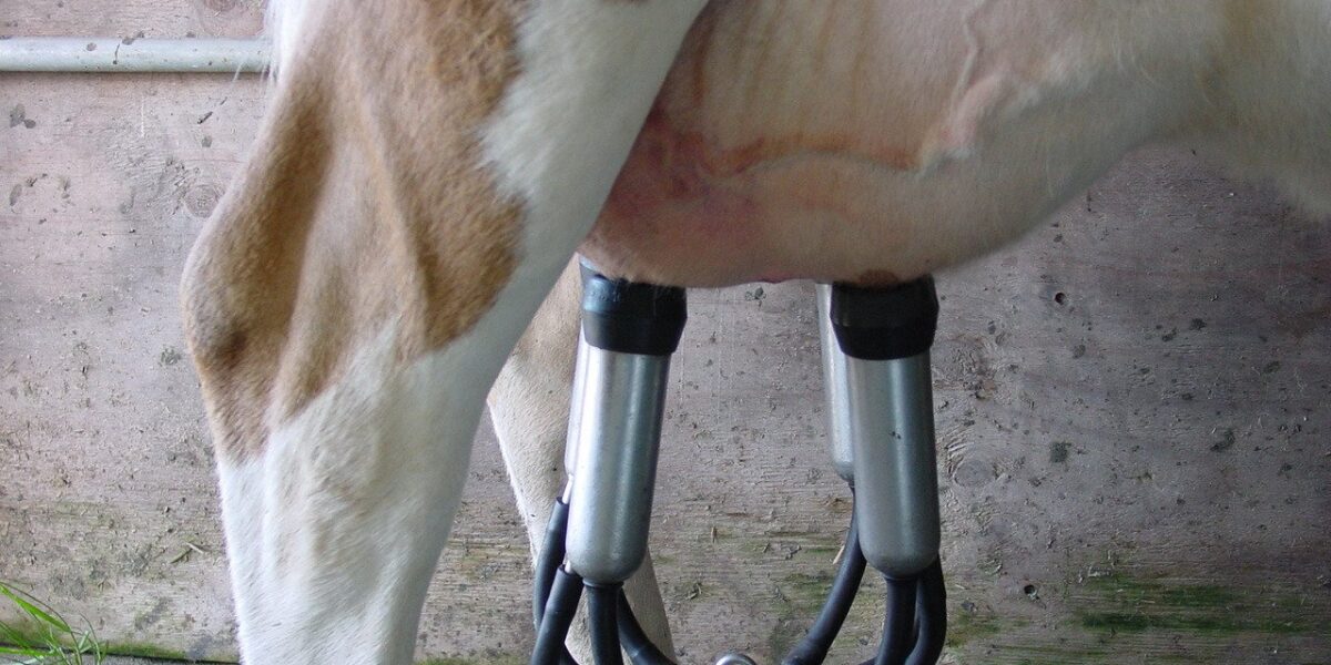 Reunião orienta produtores sobre novas normativas para produção de leite nesta quinta-feira (22) em Hidrolândia