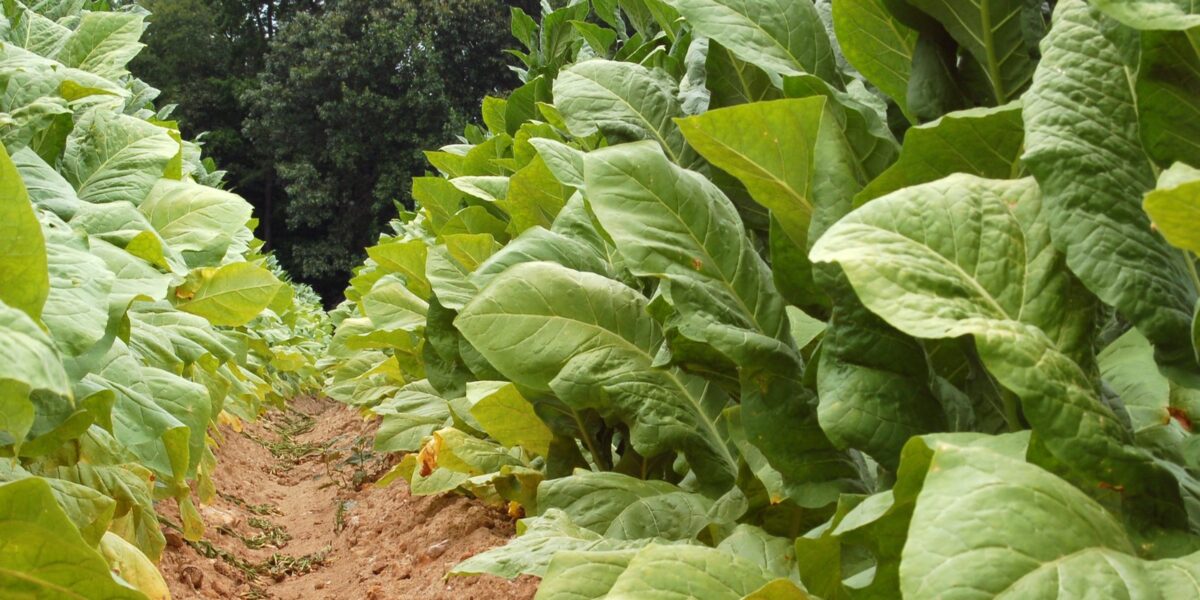 Mineiros recebe mais um módulo do Curso de Agroecologia neste sábado (17)