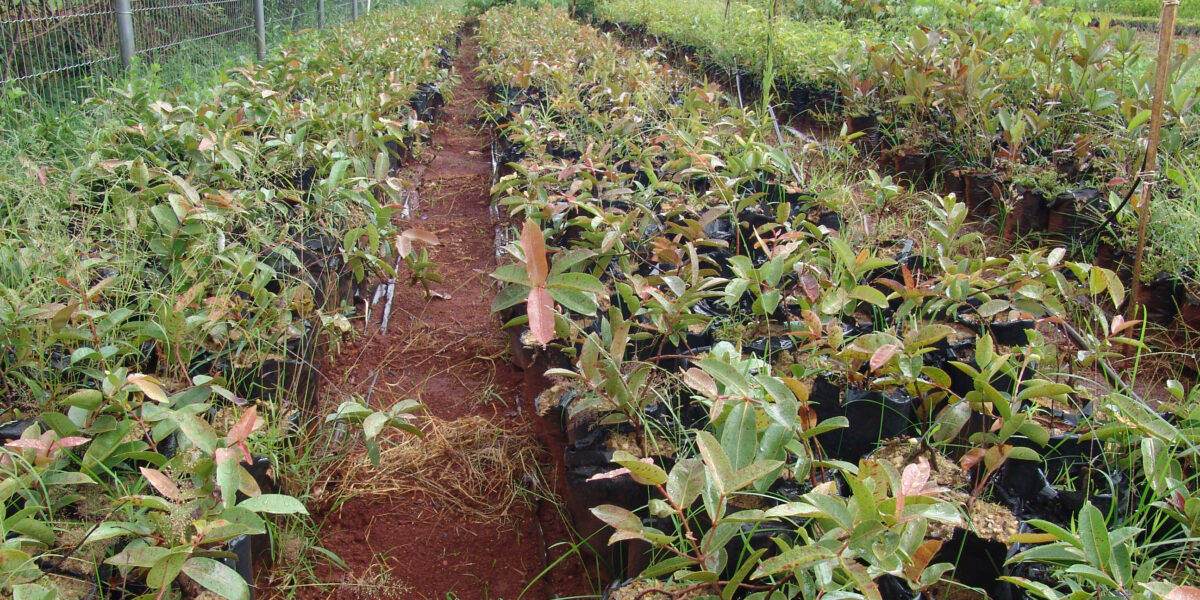 Emater leva workshop sobre sistemas agroecológicos para município de Niquelândia-GO