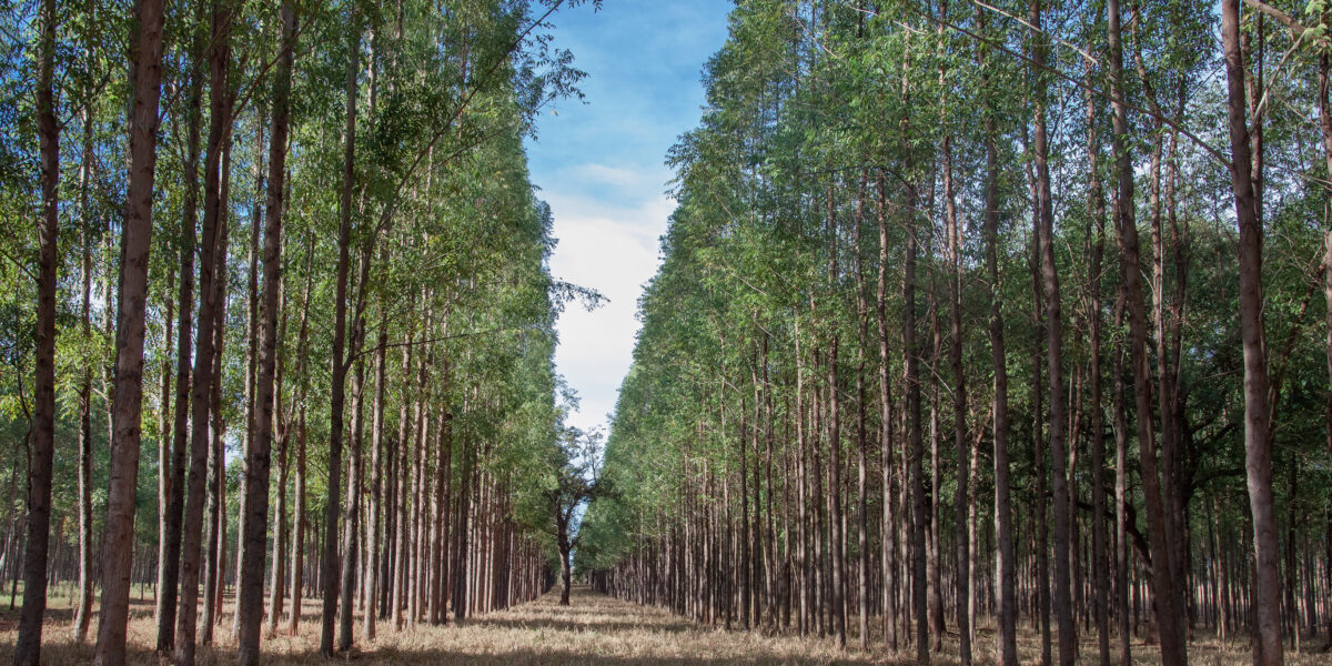 Emater participa da primeira Bienal dos Negócios Florestais em Goiânia