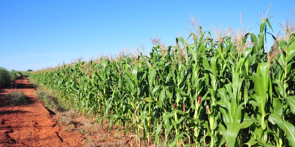 Inscrições para seminário sobre protagonismo do agronegócio em Goiás vão até quinta-feira (12)