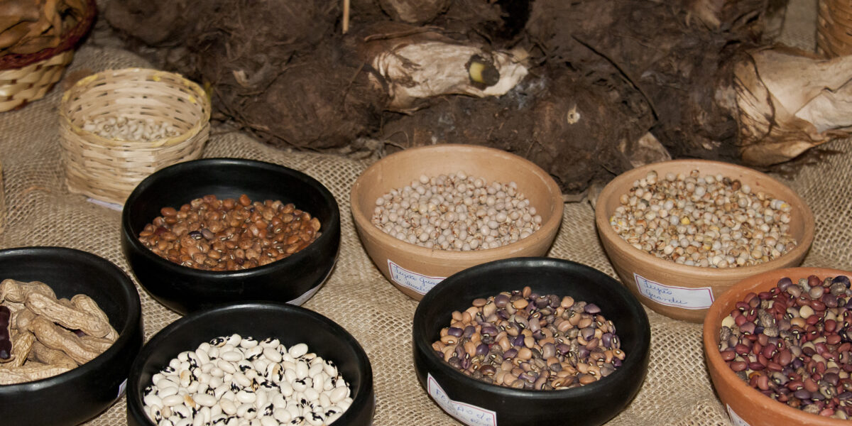 Futuro da produção agrícola e segurança alimentar são temas na 9ª Festa da Semente, em Mineiros-GO