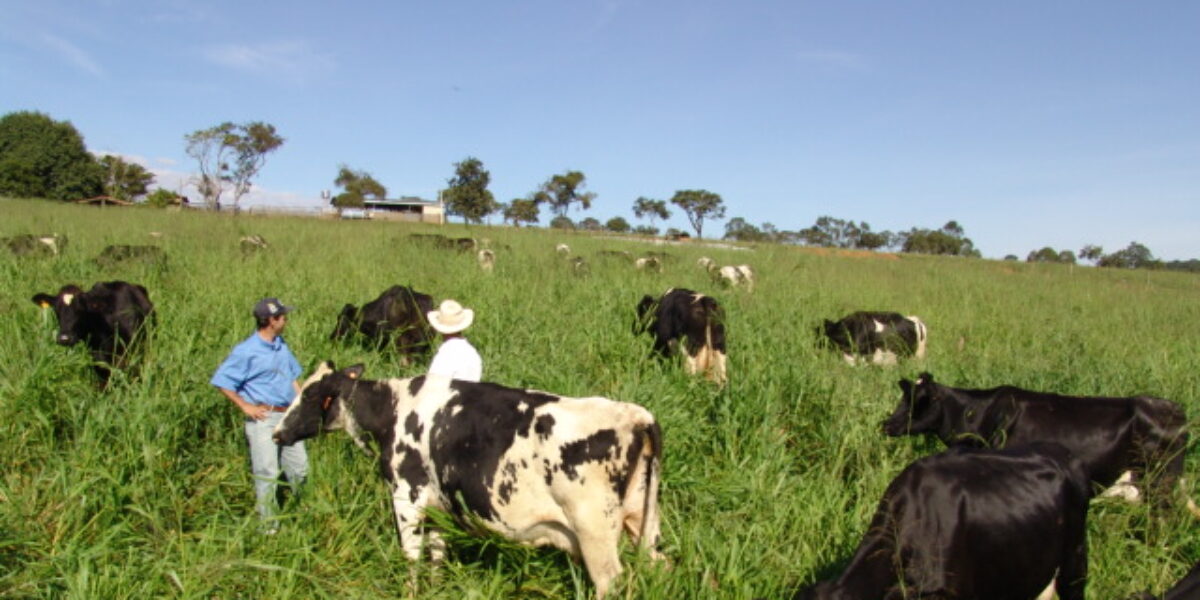 Firminópolis recebe Dia de Campo sobre pastejo rotacionado para produção de leite nesta sexta-feira (04)