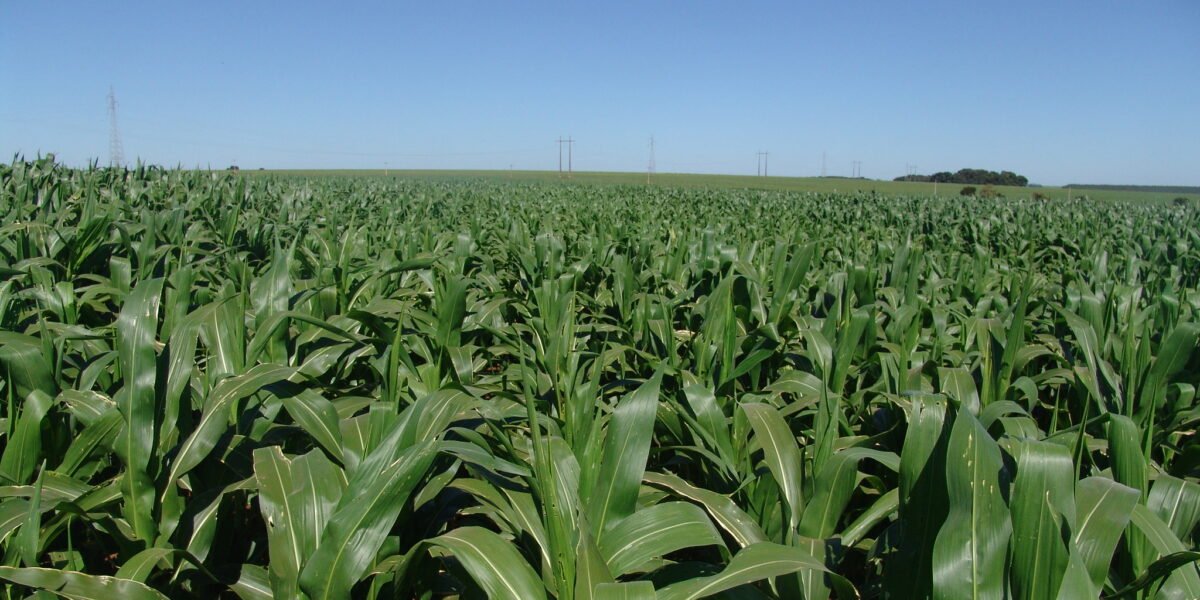 Ipameri recebe workshop sobre manejo de pragas e doenças em culturas de soja e milho