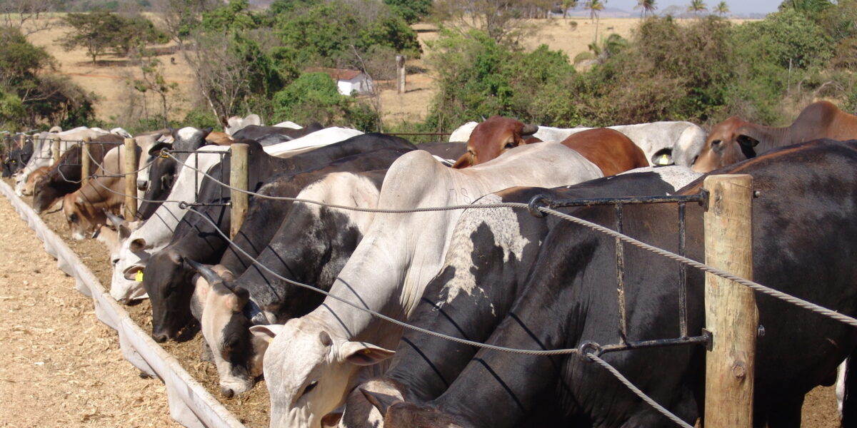 Emater terá programação especial na 56ª Exposição Agropecuária de Goiânia