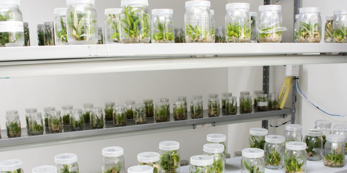 Estande da Emater na ‘III Mostra de Tecnologia para Negócios’ apresenta aplicativo MOBI e trabalho em cultura de tecidos