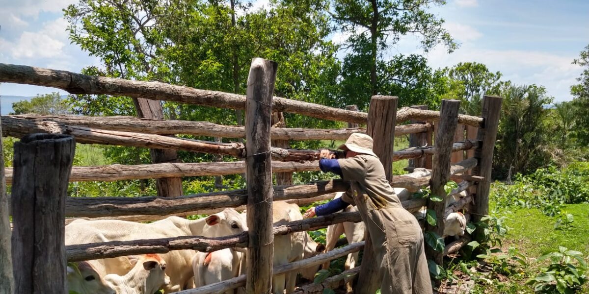Equipes da Agrodefesa vacinam animais em comunidades quilombolas no Nordeste goiano