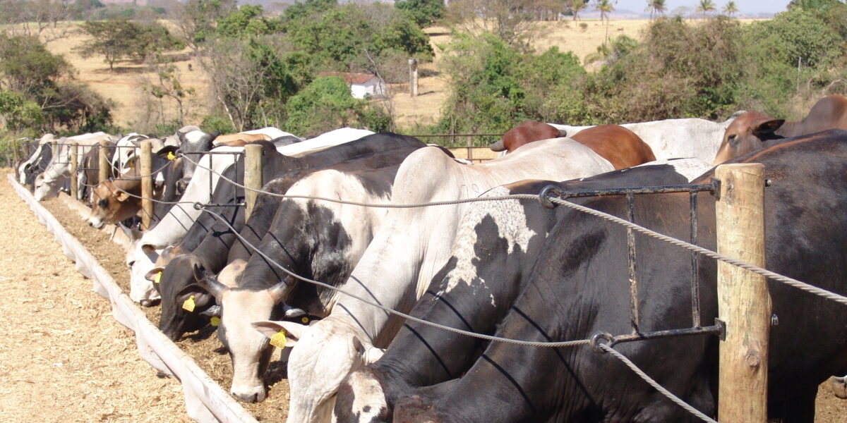 Campanha de vacinação contra febre aftosa segue até dia 30 de novembro em Goiás