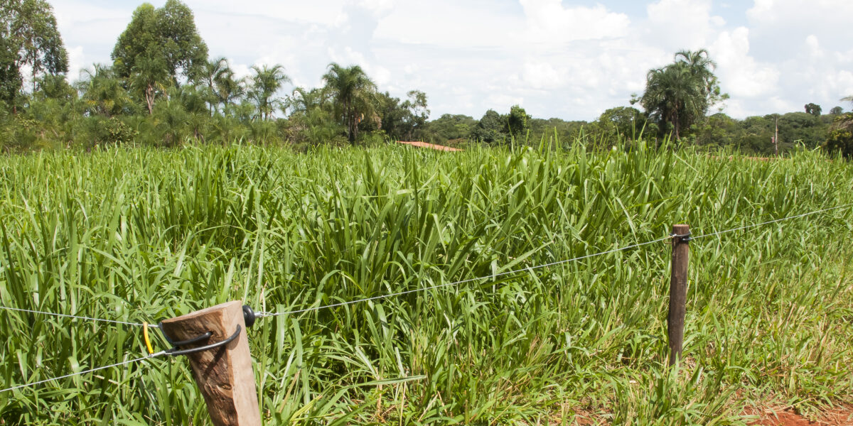 Em Caçu-GO, Dia de Campo debate técnica de pastejo rotacionado com variedade diferenciada de capim