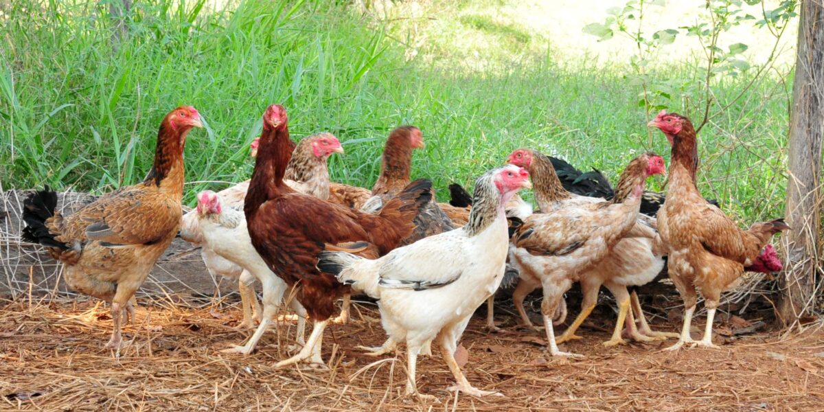 Emater promove Curso de Criação de Aves Caipiras em Trindade