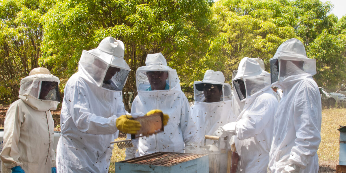 Governo de Goiás entrega kits de apicultura a 10 municípios goianos