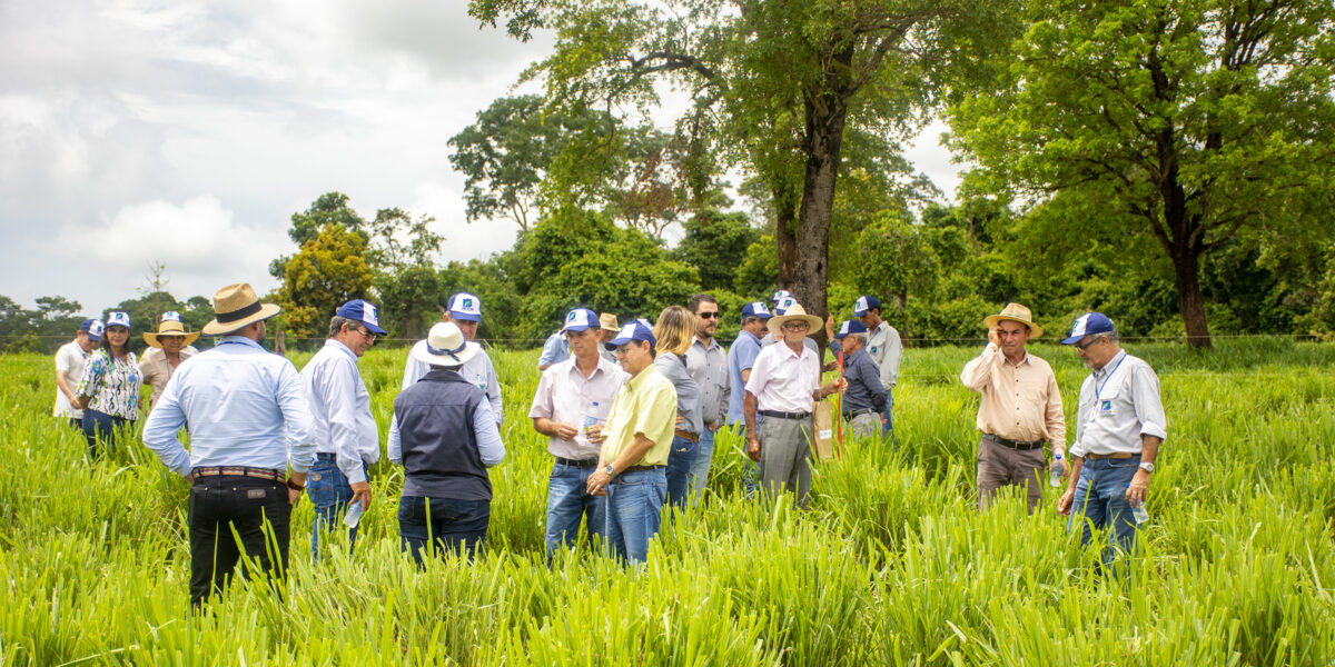 Dia de Campo debate pastejo rotacionado com nova variedade de capim em propriedade assistida pela Emater em Caçu