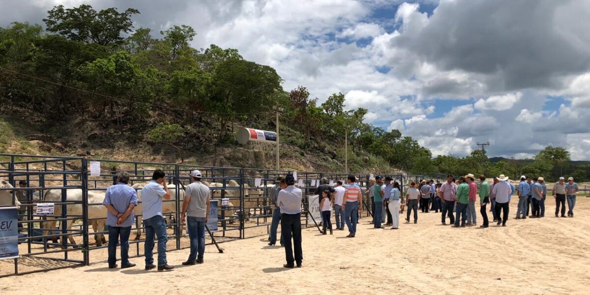 Emater e ABCZ levam Pró-Genética aos municípios goianos