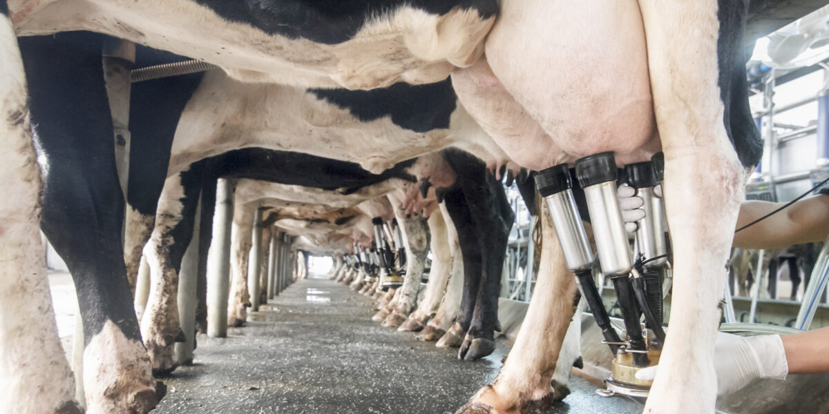 Governo de Goiás e Câmara de Conciliação da Cadeia Láctea apresentam indicador de referência para o preço do leite