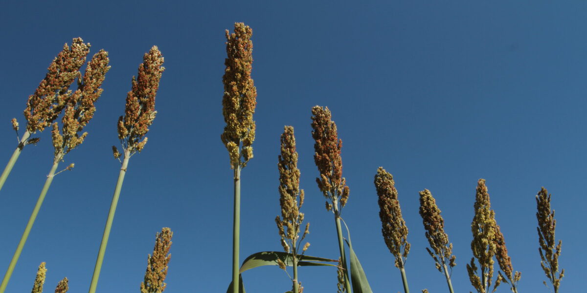 Goiás é o maior produtor de sorgo do Brasil, segundo levantamento do IBGE