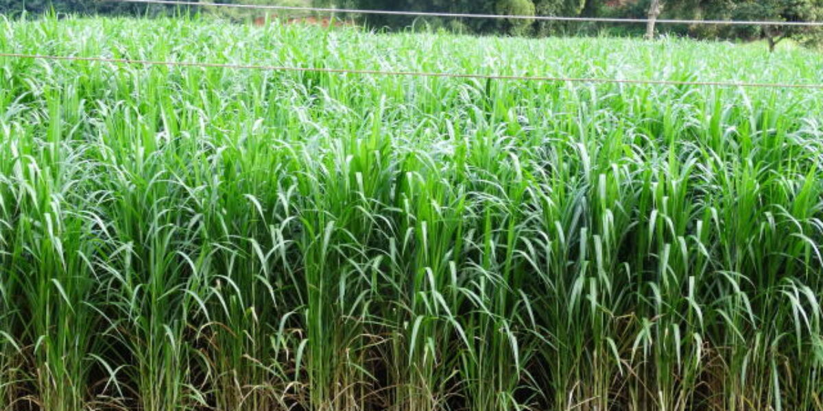 Emater e Embrapa implantam 39 unidades de multiplicação de capim Capiaçu em Goiás