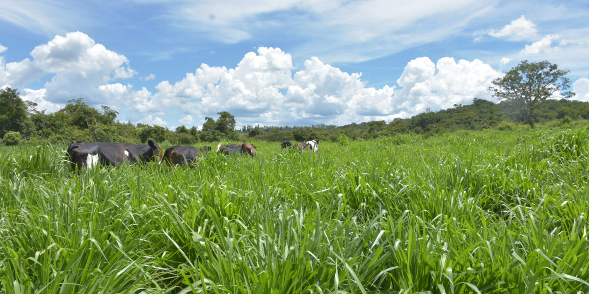 Manejo de fertilidade e pastejo rotacionado são temas de Dia de Campo em Rianápolis