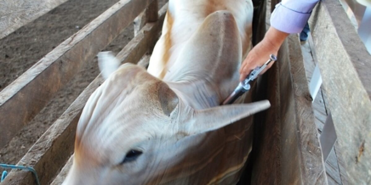 Vacinação do rebanho contra aftosa está mantida em maio e novembro, informa Governo Estadual