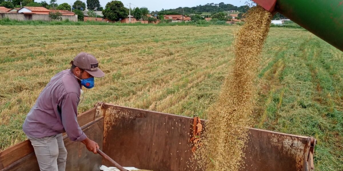Agricultores familiares assistidos pela Emater promovem colheita em 30 hectares de arroz no projeto Lavoura Comunitária