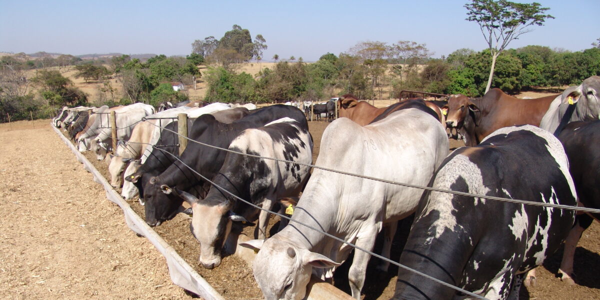 Vacinação contra a febre aftosa começa nesta segunda-feira (20) em Goiás