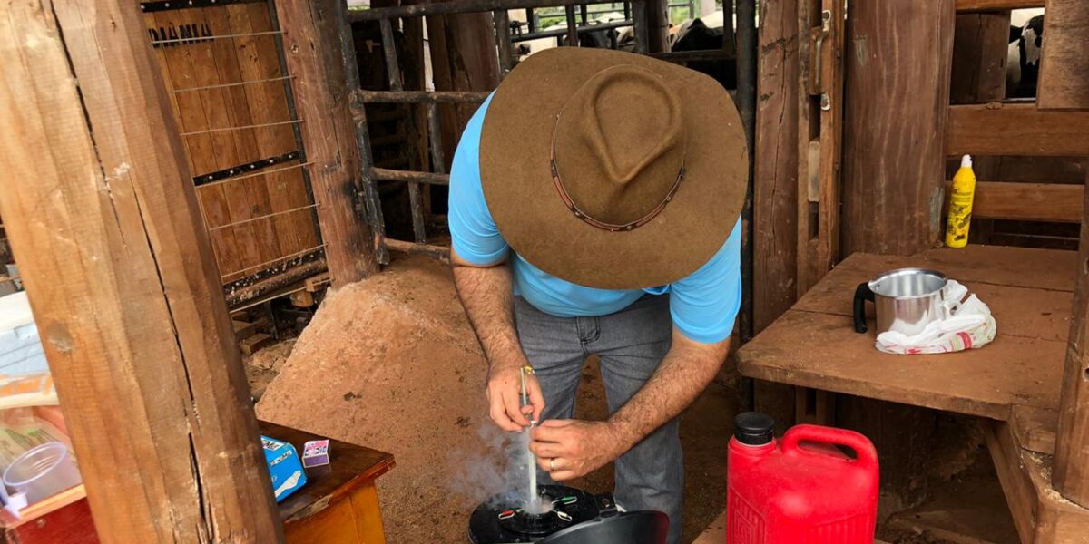 Com supervisão da Emater, pequeno produtor investe em gado de cria com inseminação artificial para aumentar rentabilidade