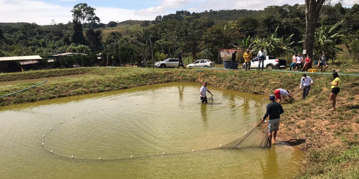 Produção de camarões em Águas Lindas de Goiás é destaque na Rádio CBN