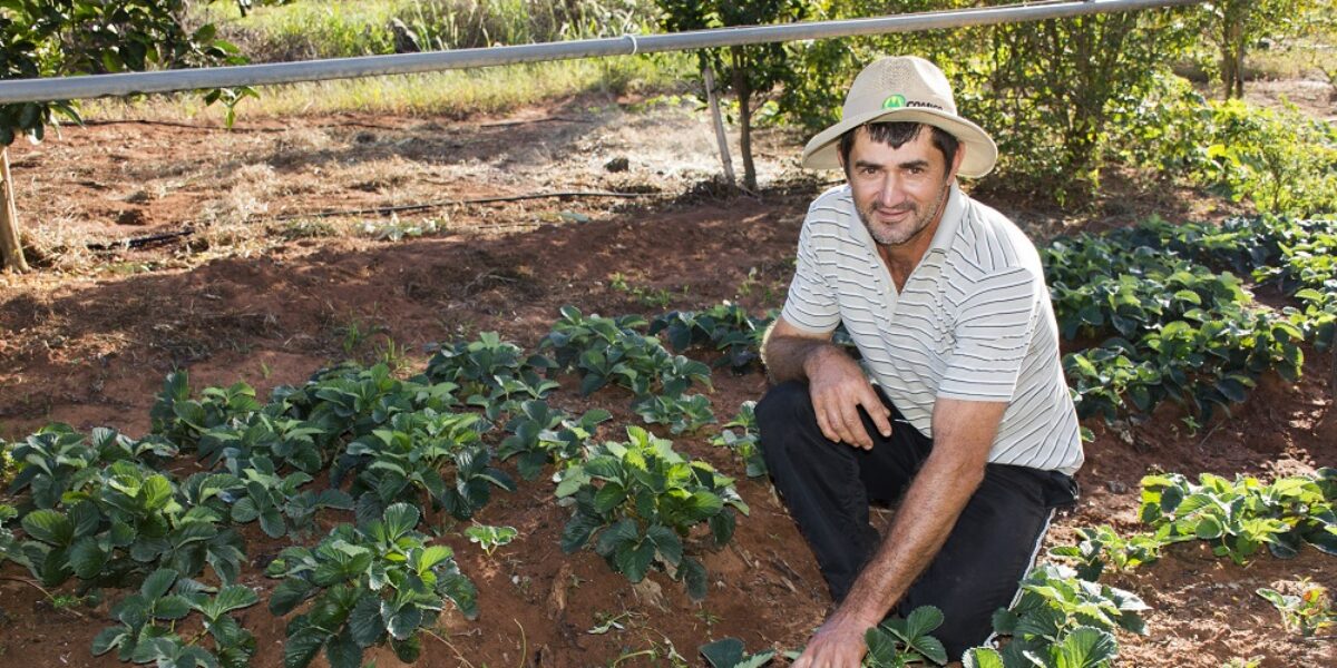 Normas de produção na hortifruticultura é tema de live com técnico da Emater nesta quarta-feira (13)