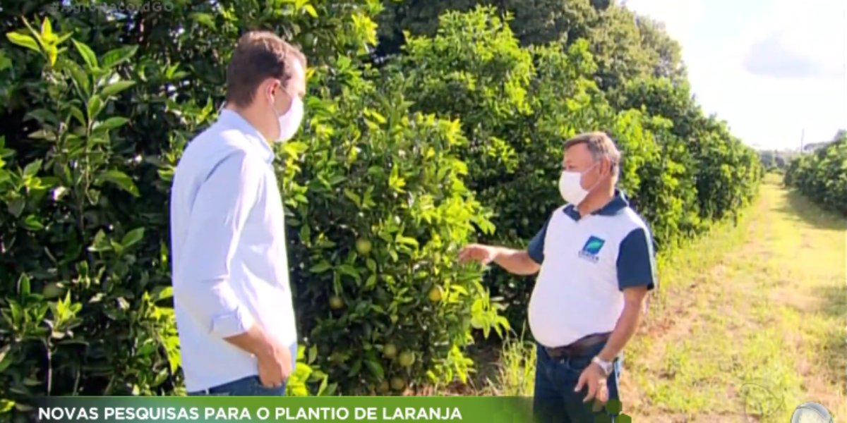 Pesquisa da Emater que estuda variedades mais produtivas de frutas cítricas é destaque no Agro Record