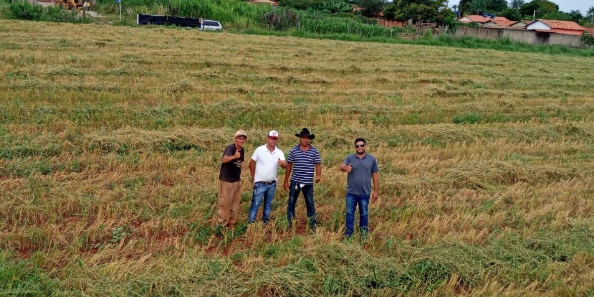 Safra da Lavoura Comunitária de São Francisco de Goiás bate recorde, somando cerca de 72 toneladas de arroz