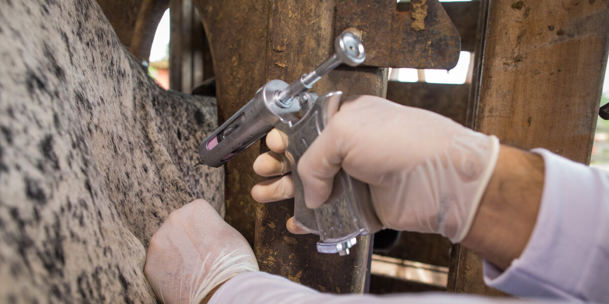 Campanha de vacinação do rebanho contra aftosa entra em reta final