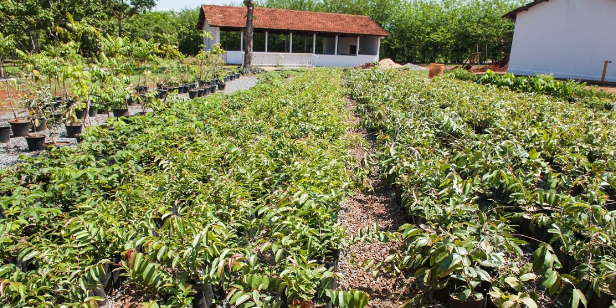 Emater disponibiliza mudas para venda na Estação Experimental Nativas do Cerrado em Goiânia