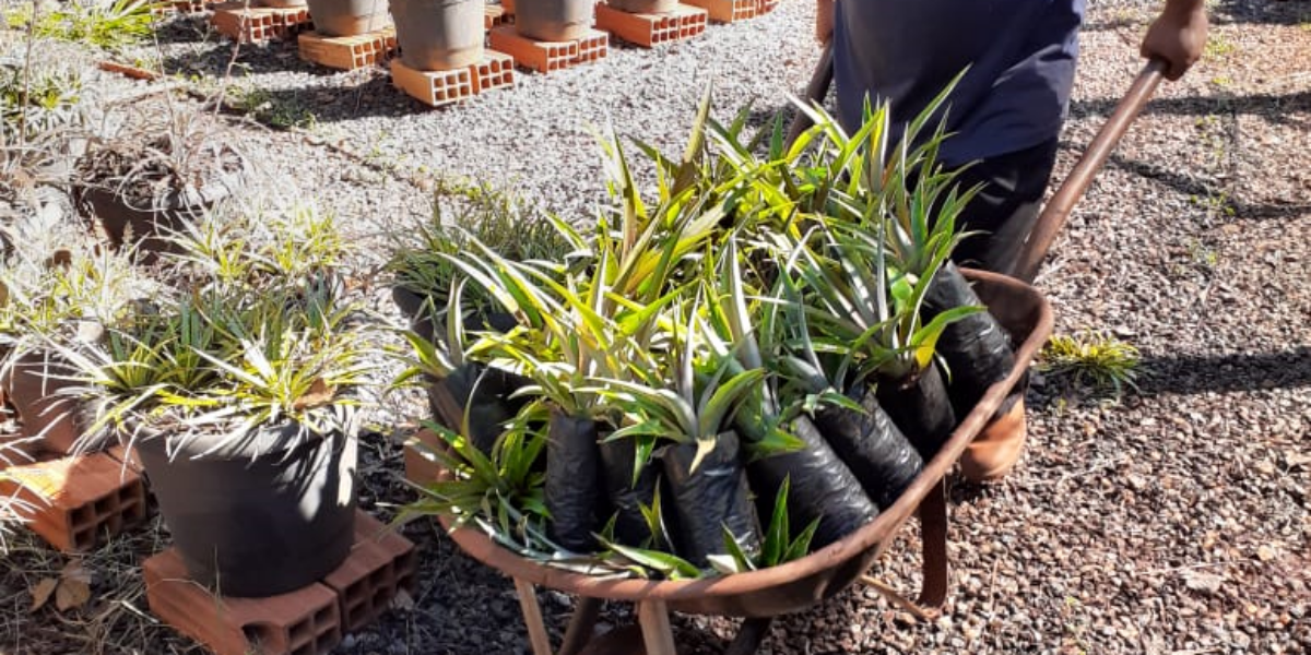 Emater disponibiliza mudas de abacaxi multiplicadas em laboratório para experimento em propriedades assistidas pelo órgão