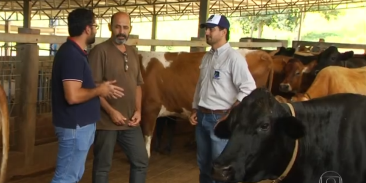 Emater responde dúvida sobre secagem de vacas leiteiras em reportagem do Globo Rural