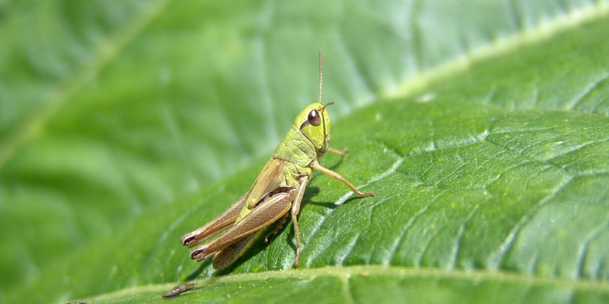 Governo de Goiás avalia situação e monitora movimento de gafanhotos que podem chegar ao Brasil