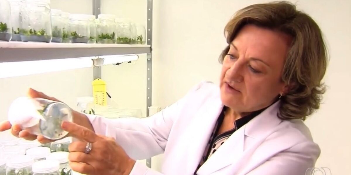 Trabalho de pesquisa da Emater com cultura de tecido vegetal é destaque no Jornal do Campo