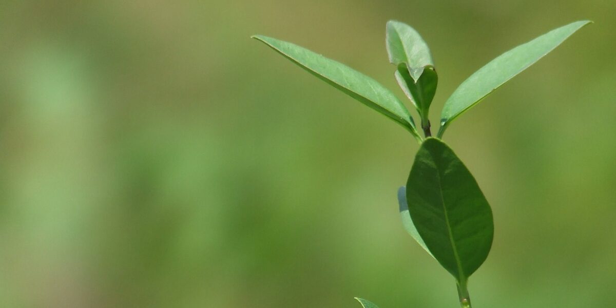 Seapa participa da Semana do Meio Ambiente