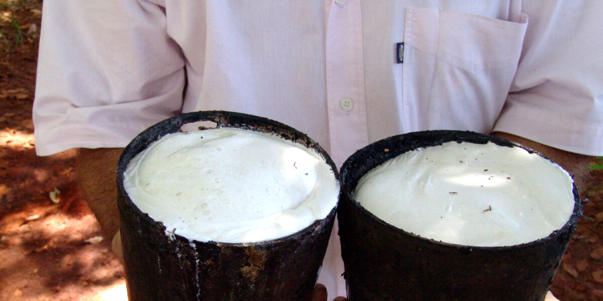 Cultivo de seringueira complementa renda de agricultores familiares assistidos pela Emater em Niquelândia