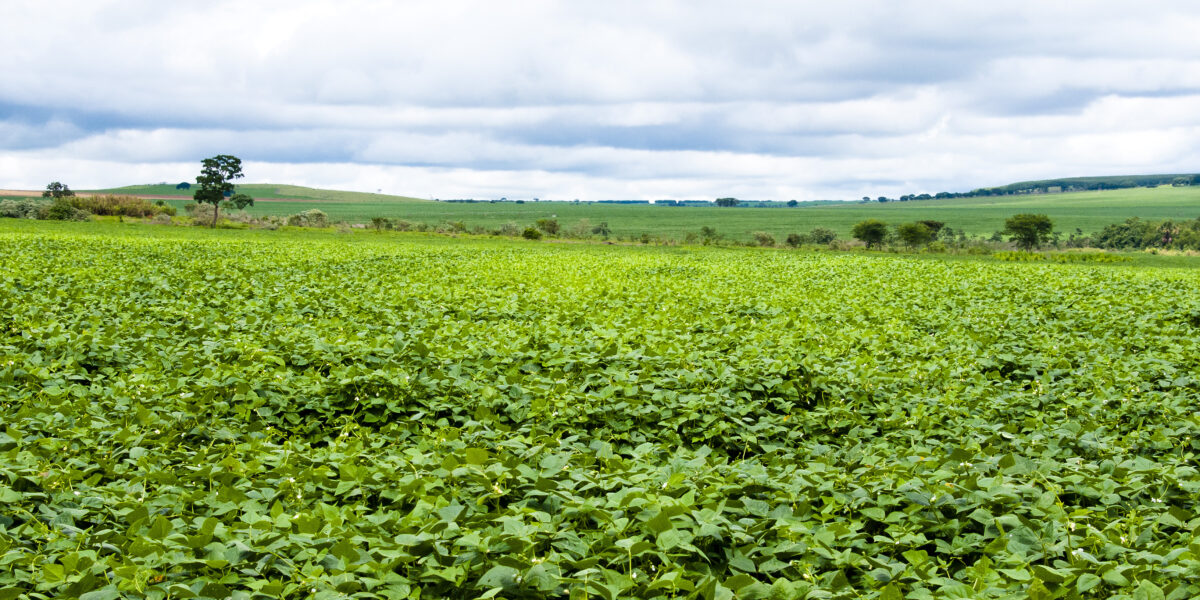 Cultivo de feijão 3ª safra é destaque na produção de grãos do Estado