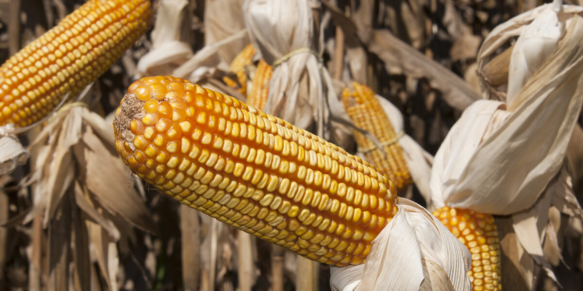 VBP da agropecuária de 2020, em Goiás, é estimado em R$ 57,2 bilhões