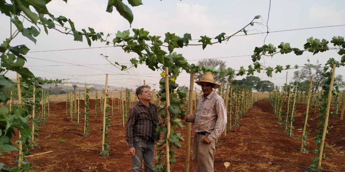 Coordenada pela Emater, produção de bucha vegetal auxilia no tratamento de dependentes químicos em Quirinópolis
