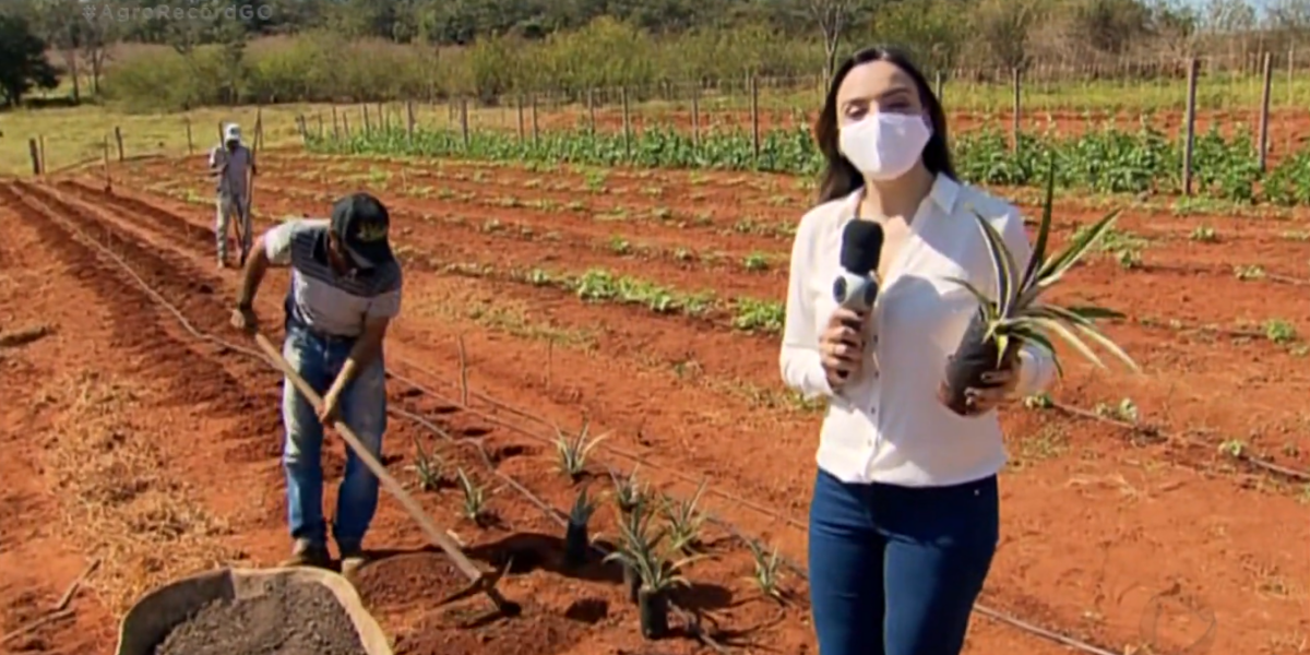 Agro Record mostra nova fase de pesquisa da Emater com mudas de abacaxi multiplicadas em laboratório