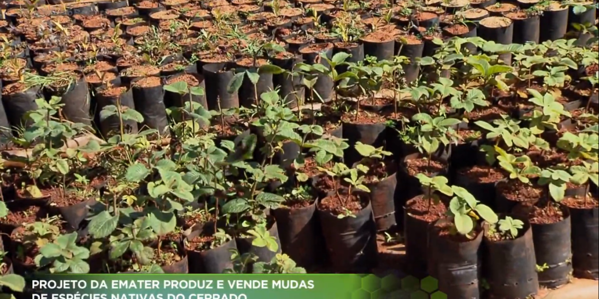 Projeto da Emater de produção e venda de mudas de plantas nativas do Cerrado a preços acessíveis é destaque no Agro Record