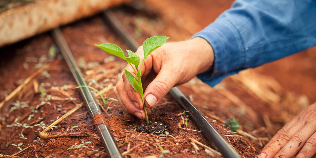 Goiás registra saldo positivo na geração de empregos, com destaque para as vagas do agronegócio