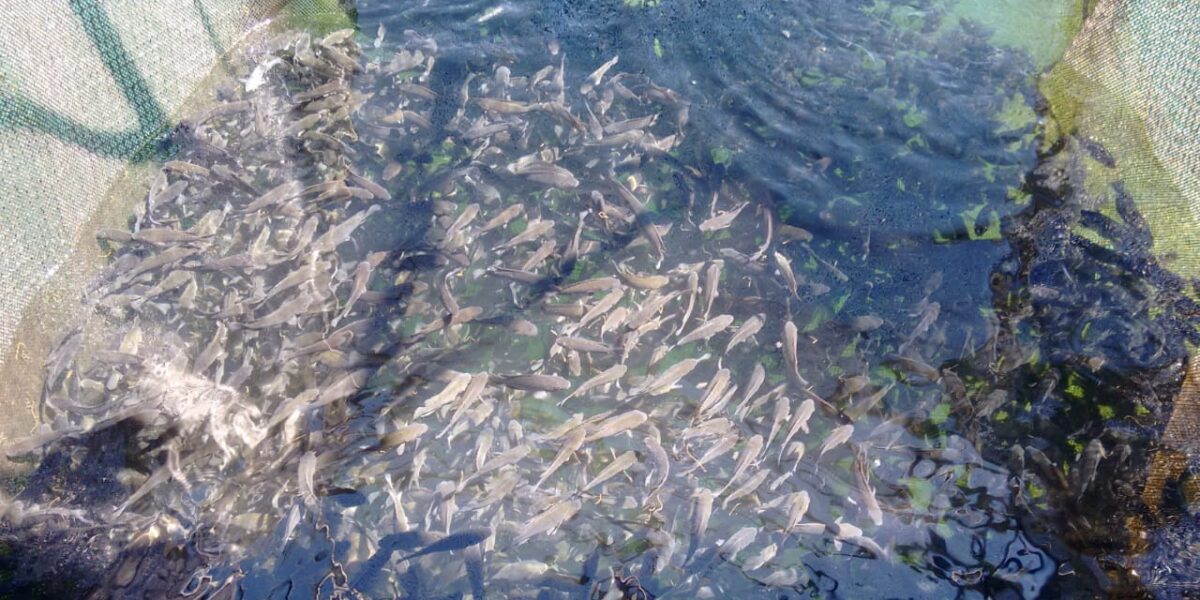 Piscicultores beneficiados pelo programa O Agro é Social esperam produzir 20 toneladas de peixe por mês em Minaçu